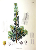 T. cuspidata, Zeichnung*
