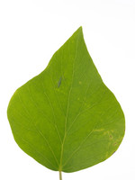 Pflanze, Foto 2 (Jungblatt)***
