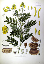 C. acutifolia, Zeichnung*
